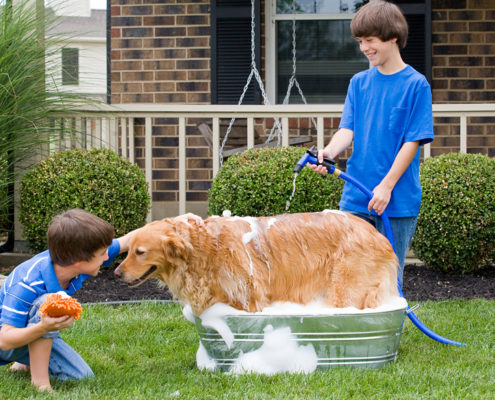 Are You Bathing your Dog Correctly?