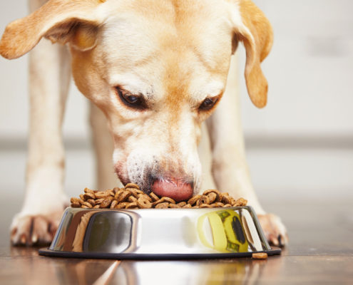 Don't Feed Your Dog These Foods, FDA Warns