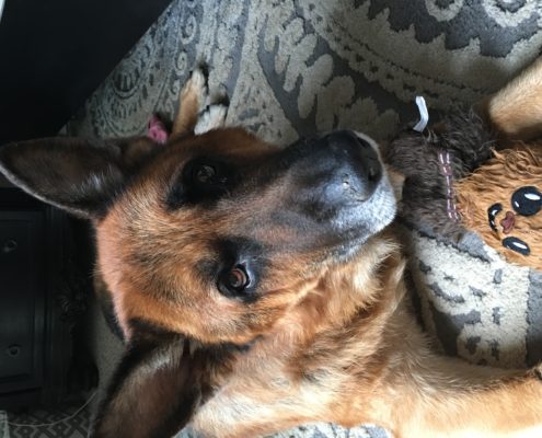 Does Your Dog Love You?