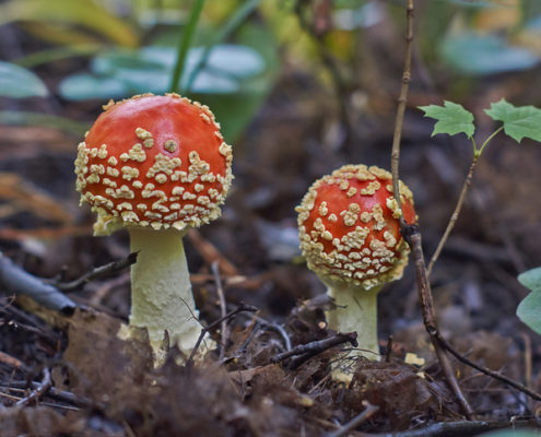 Poisonous Holiday Plants