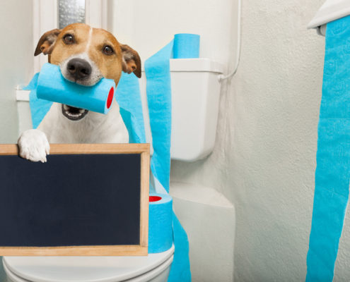 Potty Training a New Puppy