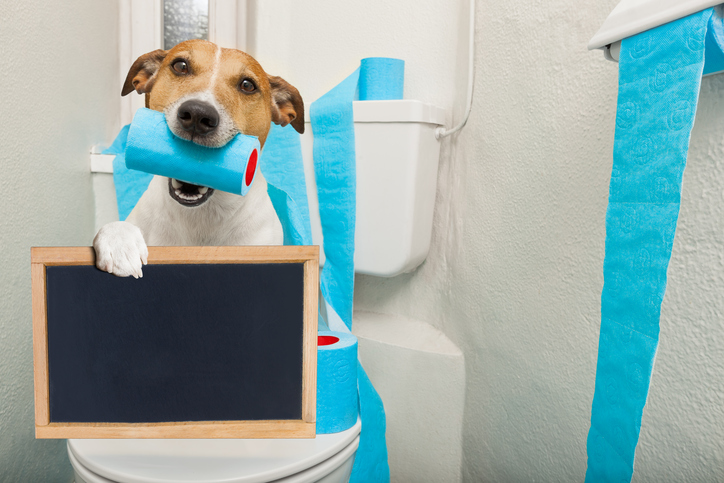 potty a new puppy potty a new puppy on a leash potty a new puppy potty a new puppy on a leash