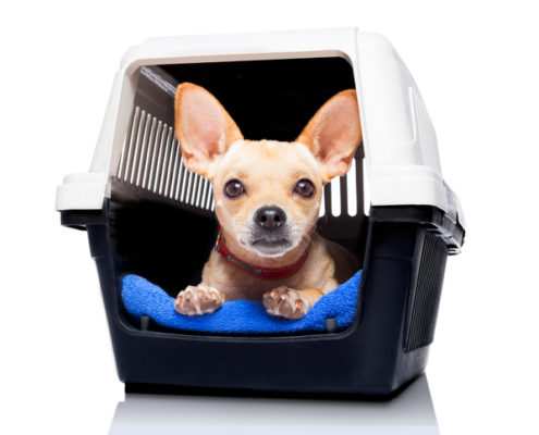 Crate Training-Puppies