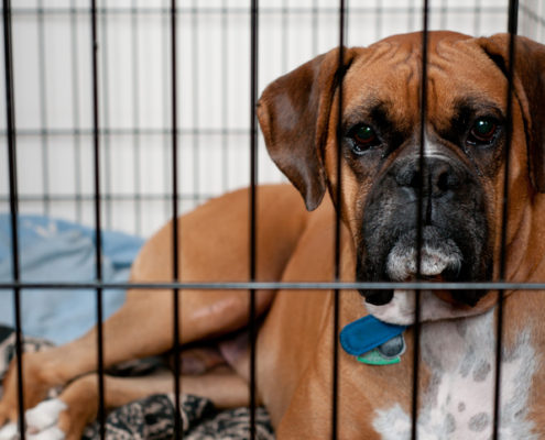 Crate Training-Why They Work