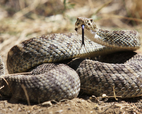 Rattlesnake Safety For Dogs