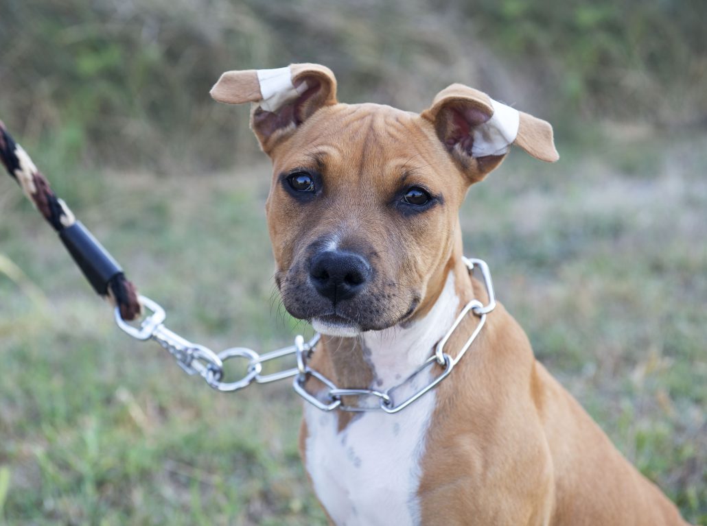 how to put a collar on a how to fit a prong collar on a leash how to put a collar on a how to fit a prong collar on a leash