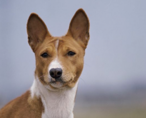 Why Some Dogs Don't Bark