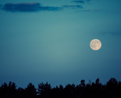 How Does the Moon Affect Your Pet: Lunar Phases and Animals