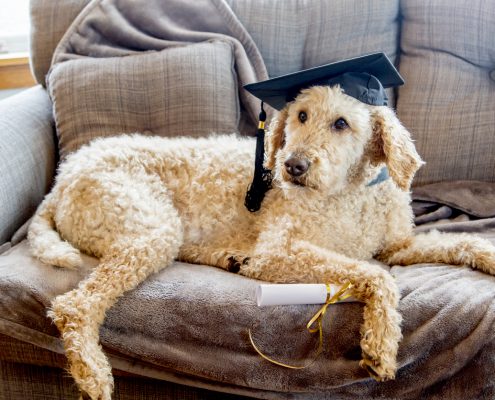 10 Things We Do That Our Dogs Just Don’t Understand