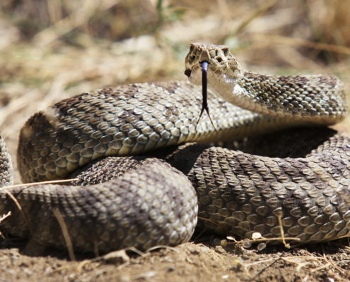 Rattlesnake Tips that could Save Your Dog’s Life