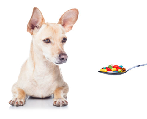 Over The Counter Medications That Are Safe For Dogs.