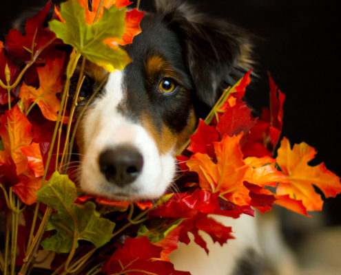 Thanksgiving Safety Tips For Pets
