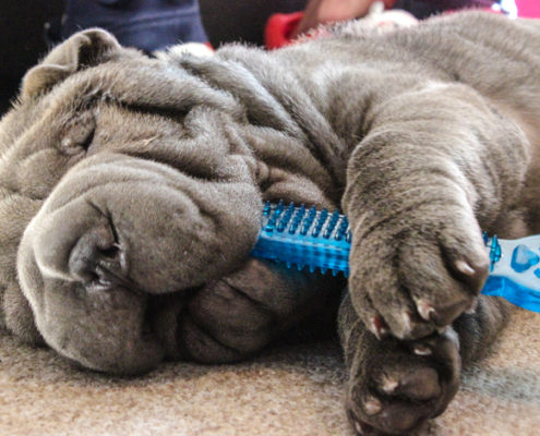 What Toys to Buy Your Pet