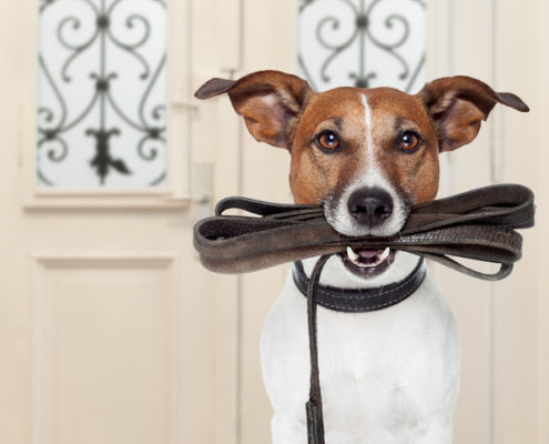 Prong collars are lifesaving and Humane.