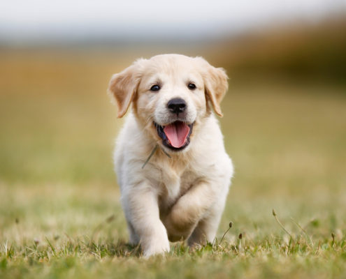 How Soon Can a Puppy Become a Runner?