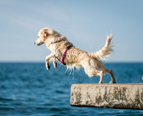 What is Dock Diving?