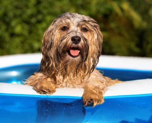 Pool Safety for Dogs