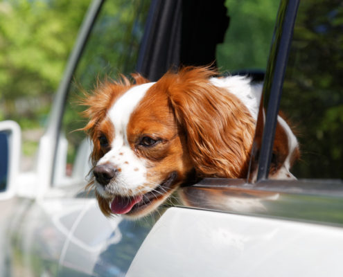Summer Heat Pet Safety