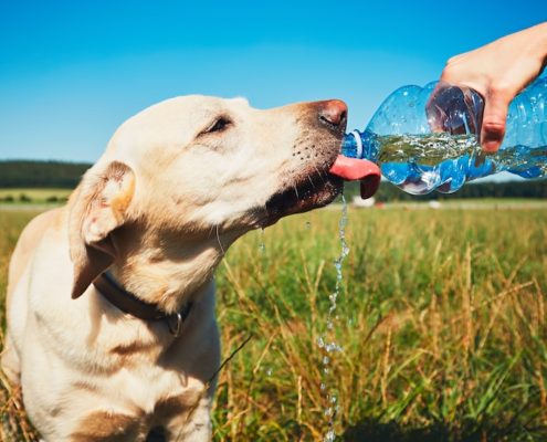 Water Toxicity or Hyponatremia in Dogs