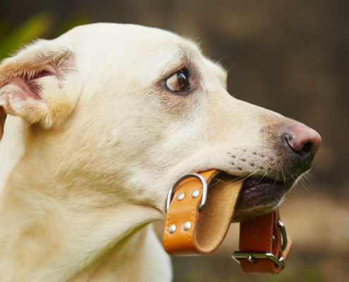 Dog Collars. A Clear Danger
