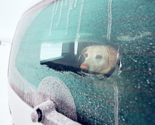 Help For Your Dogs Car Sickness