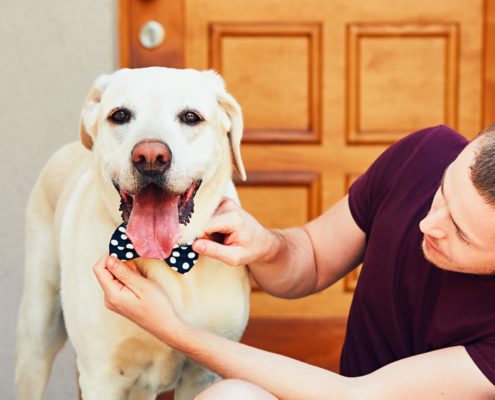 Resource Guarding - Teaching Your Dog How To Share