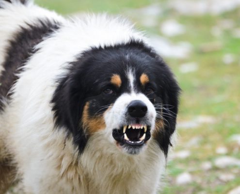 Growling is not always a bad thing
