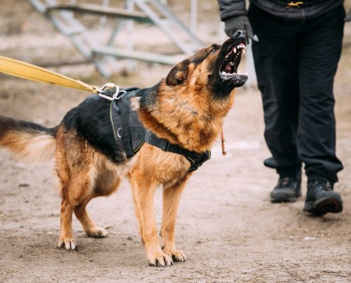 How Poor Obedience Training is part of Dominance Problems