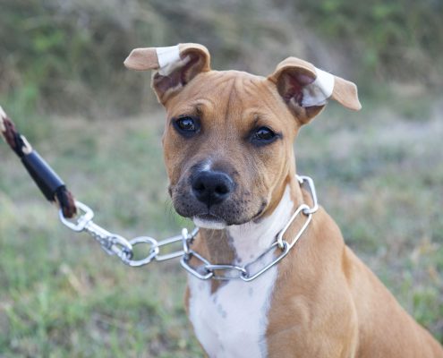 How to Fit a Prong Collar