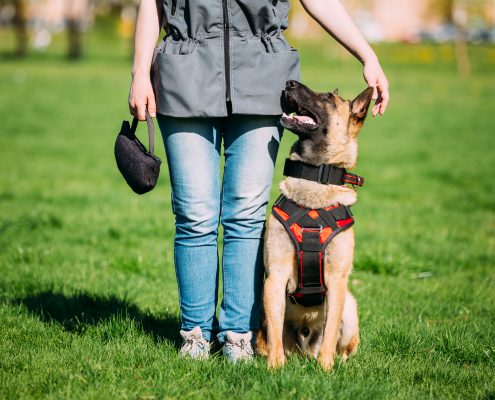 The Power of Training Dogs with Markers