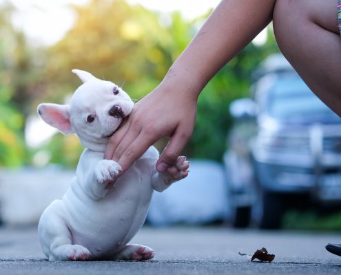 Training Puppies Not to Bite