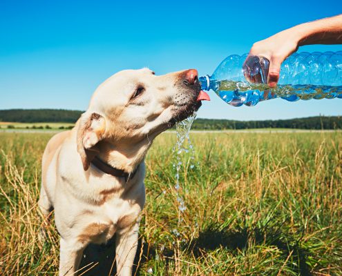 FACT or FICTION: Can Ice Harm Your Dog? The Truth Behind The Viral Story