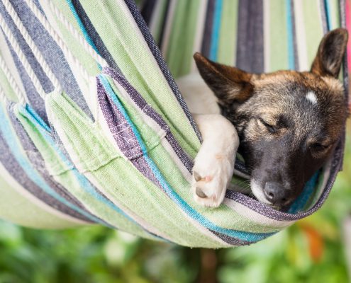 How Does Daylight Savings Time Affect Your Dog?