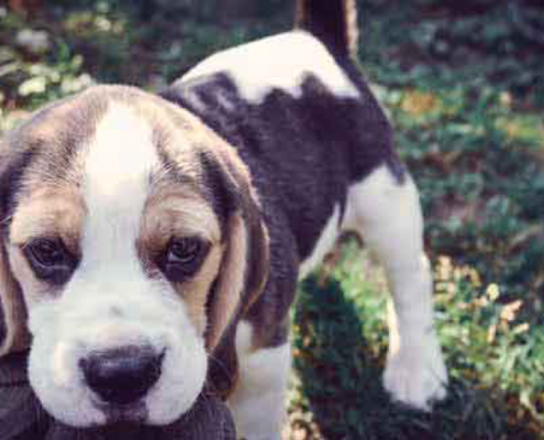 How to Know if Your Dog Has Anxiety