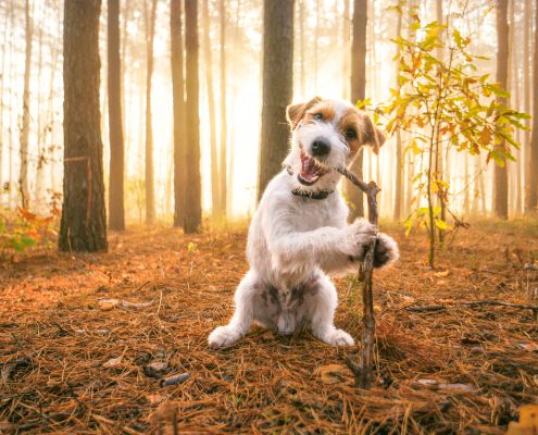 Why Does My Dog Eat Sticks? Tips for Dogs that Eat Sticks, Rocks, & Other Stuff Outside