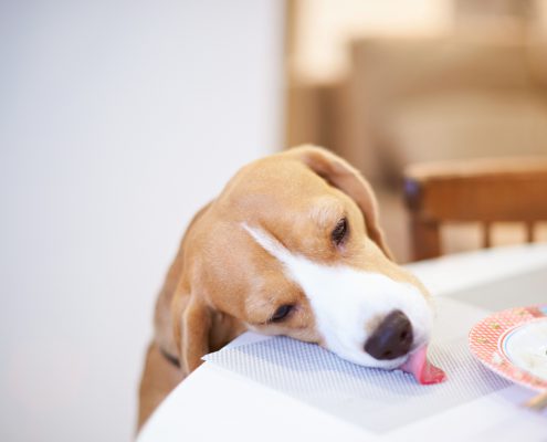 Train Your Dog to Stop Counter Surfing / Stealing Food