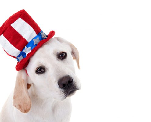 July 4th Safety