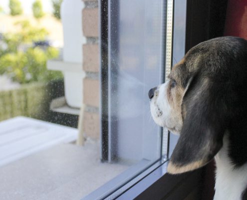 How Much Do Rescue Dogs Remember From Their Pasts?