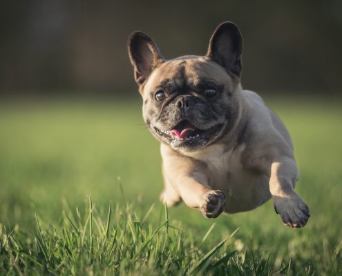 Zoomies: Why Does My Dog Get Them
