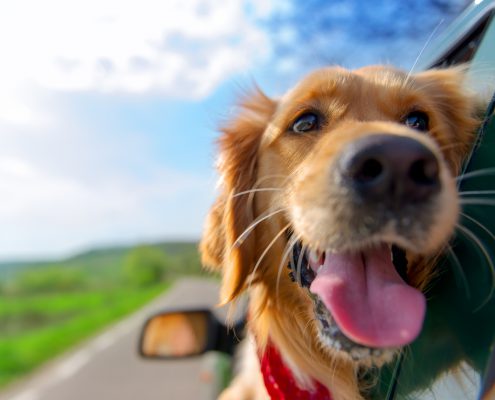 5 Easy Tips for Keeping Your Dog Safe in the Car