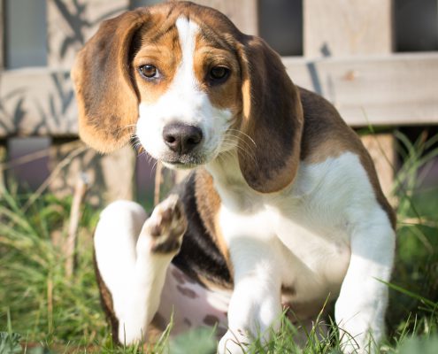 Fleas - How To Protect Yourself And Your Pets