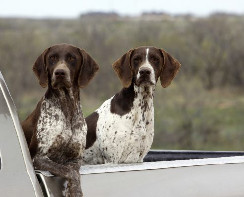 Stop Putting Dogs In Truck Beds, More Than 100,000 Dogs Die Each Year