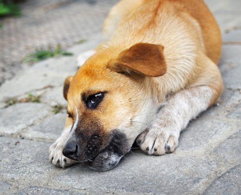 Why Omega-3 Can Help a Dog Who Is Constantly Biting Their Paws