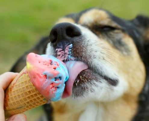 8 Ways To Spoil The Living Daylights Out Of Your Dog
