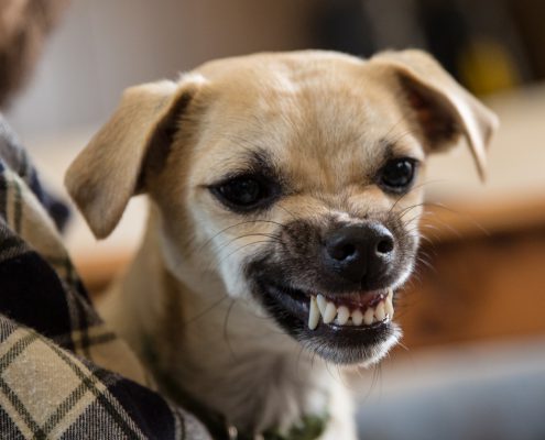 9 Signs Your Pet Is Jealous