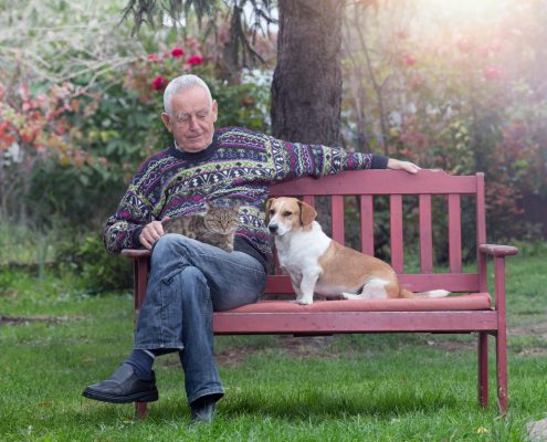 How to Stop Two Dogs Being Jealous Over a Human