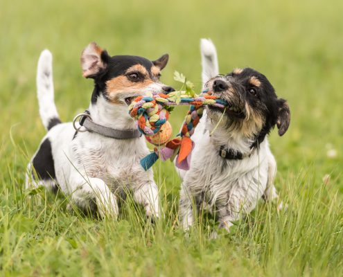 How will your alpha dog fit in at dog daycare