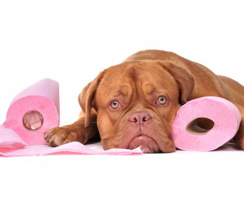 Why is my adult dog suddenly going to the bathroom in the house?