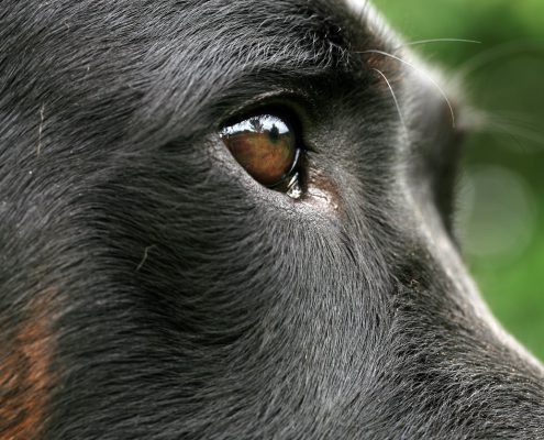 Can Dogs Sense Spirits?