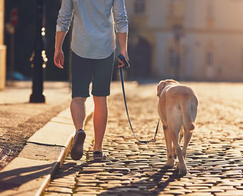 Leash Reactivity in Otherwise Friendly Dogs